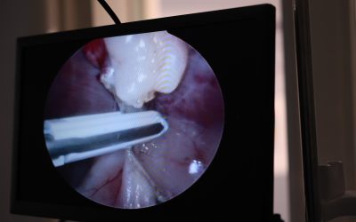 The Beginning Of Laparoscopic Spays